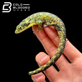 Mexican Alligator Lizard - Abronia taeniata #4