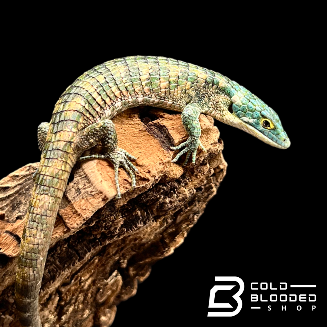 Mexican Alligator Lizard - Abronia taeniata #6