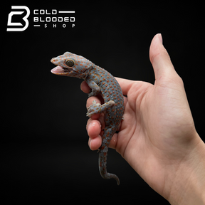 Hembra Candy Tokay Gecko - Gekko gecko