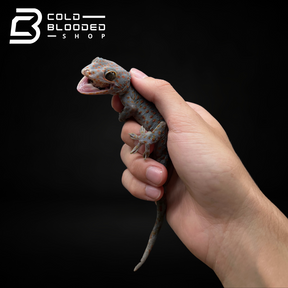 Female Candy Tokay Gecko - Gekko gecko