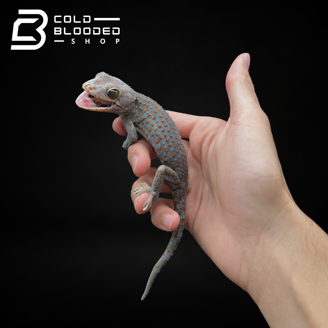 Female Candy Tokay Gecko - Gekko gecko - Cold Blooded Shop