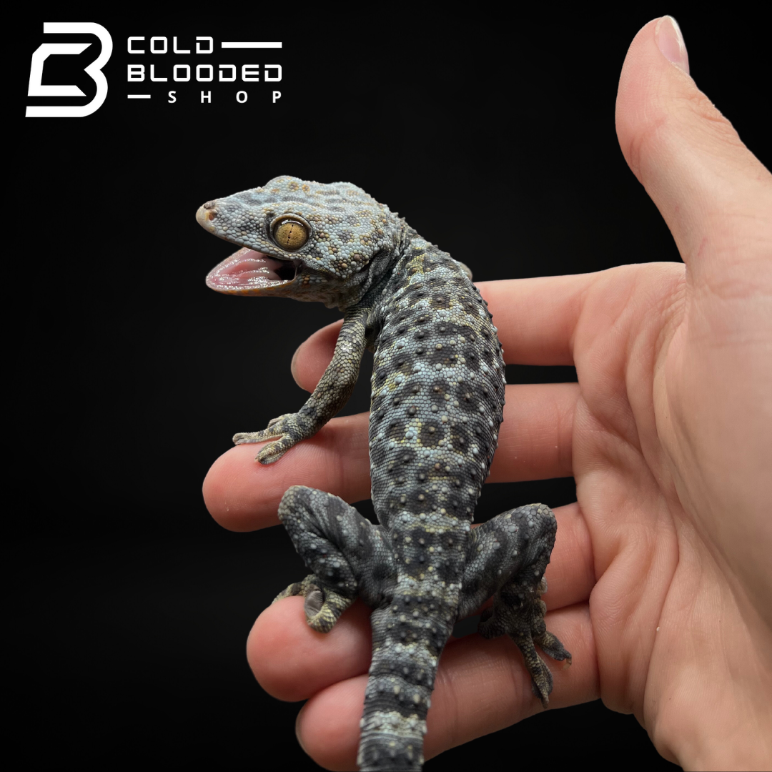 Female Granite Tokay Gecko - Gekko gecko - Cold Blooded Shop