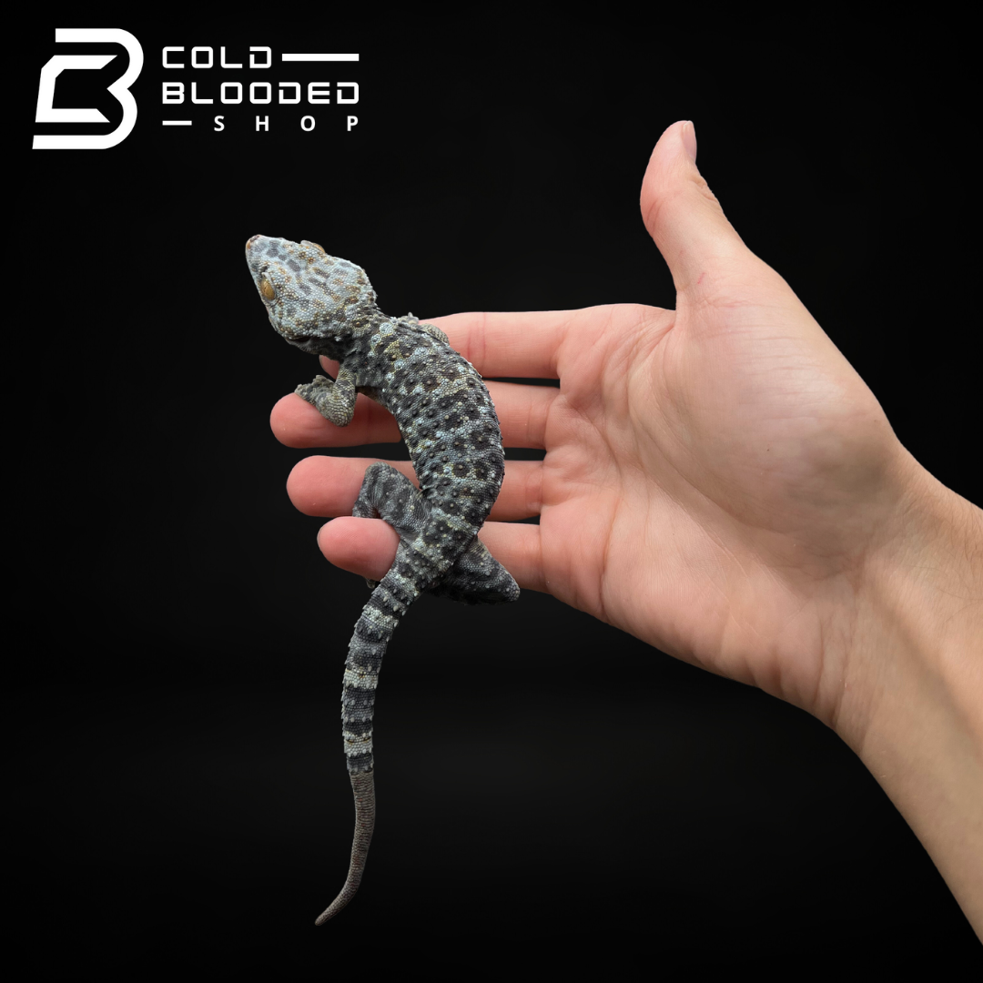 Female Granite Tokay Gecko - Gekko gecko - Cold Blooded Shop