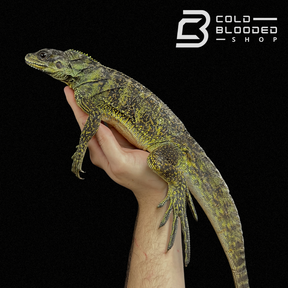 Amboinensis Sailfin Dragon Lizard - Hydrosaurus amboinensis - Cold Blooded Shop