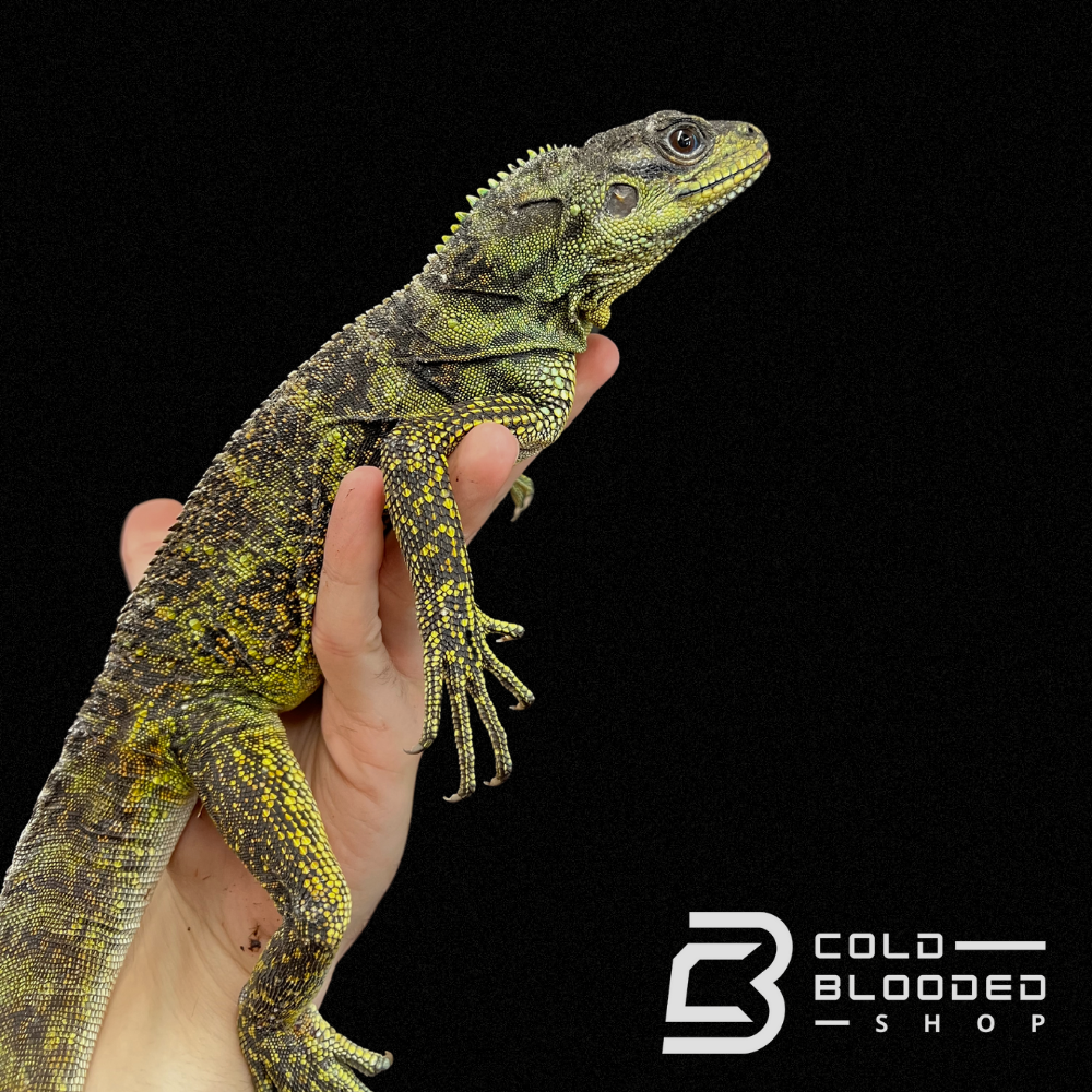 Amboinensis Sailfin Dragon Lizard - Hydrosaurus amboinensis - Cold Blooded Shop