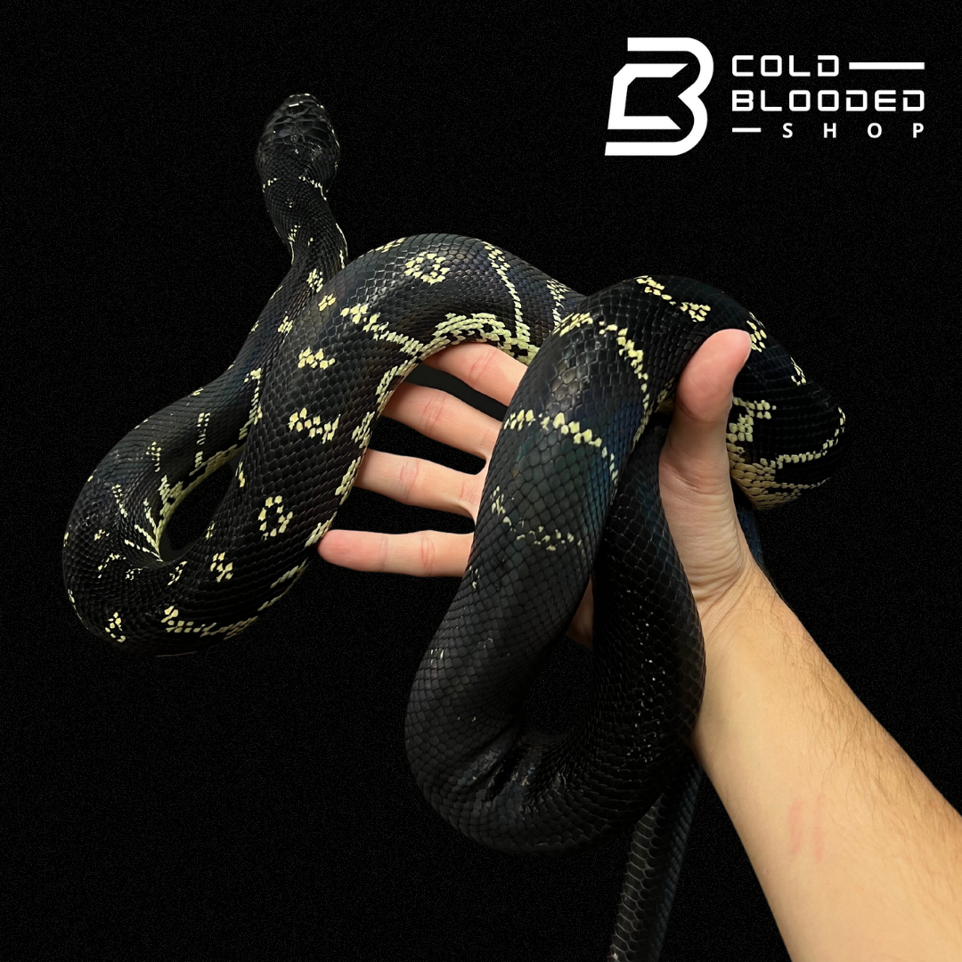 Bowles's Python Male Boelen's Python - Simalia boeleni