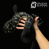 Male Boelen's Python - Simalia boeleni