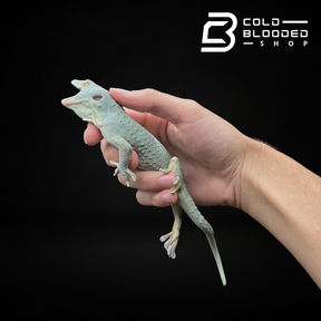 Male Olive Tokay Gecko - Gekko gecko - Cold Blooded Shop