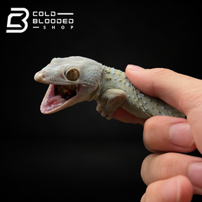 Male Olive Tokay Gecko - Gekko gecko - Cold Blooded Shop