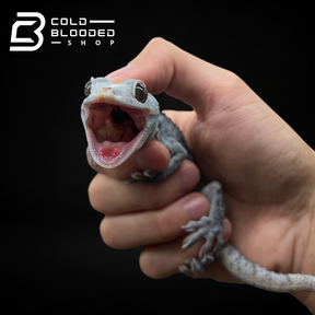 Female Blue Granite Tokay Gecko - Gekko gecko - Cold Blooded Shop