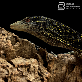 Adult Golden-spotted Tree Monitor - Varanus boehmei - Cold Blooded Shop