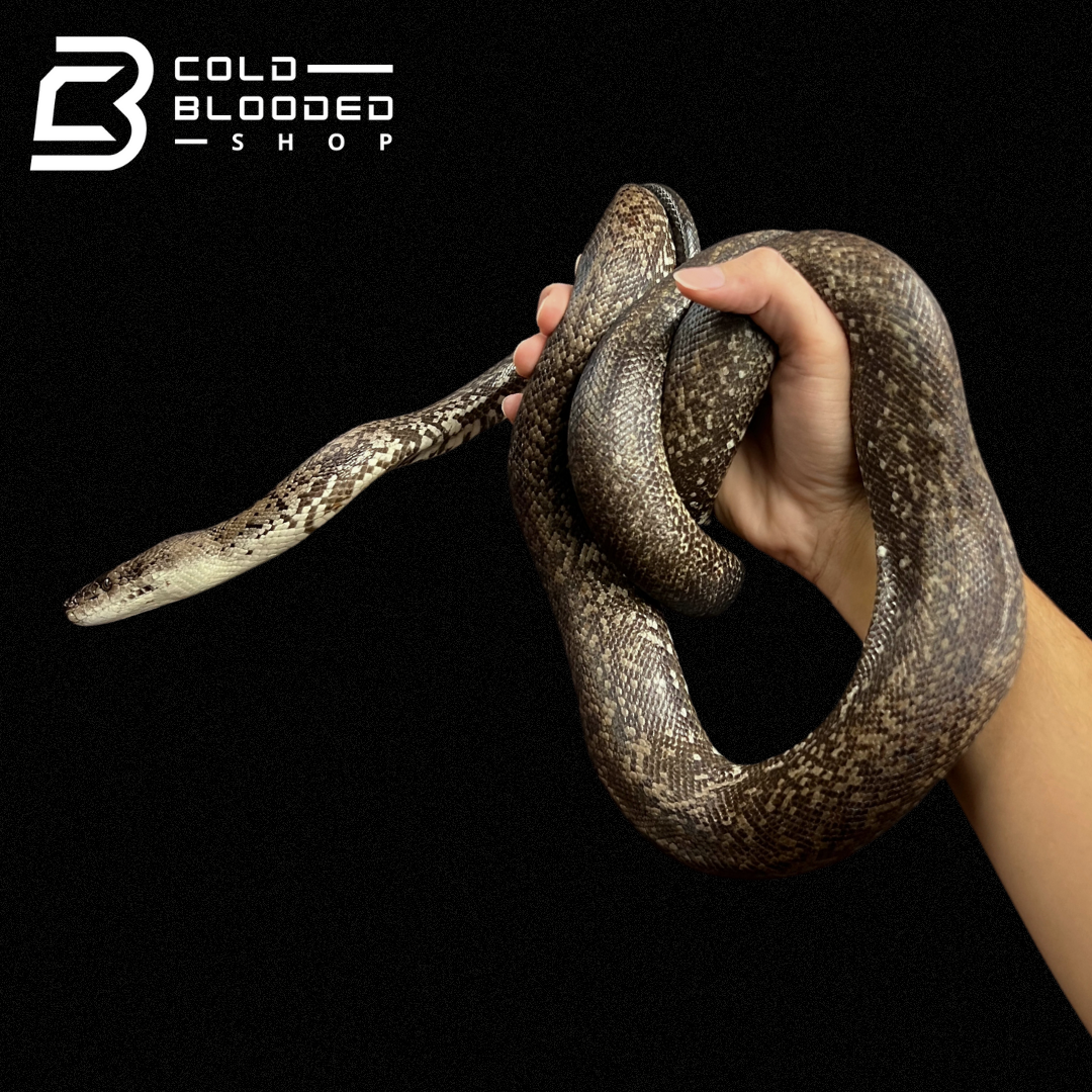 Adult Male Macklot's Python - Liasis mackloti - Cold Blooded Shop