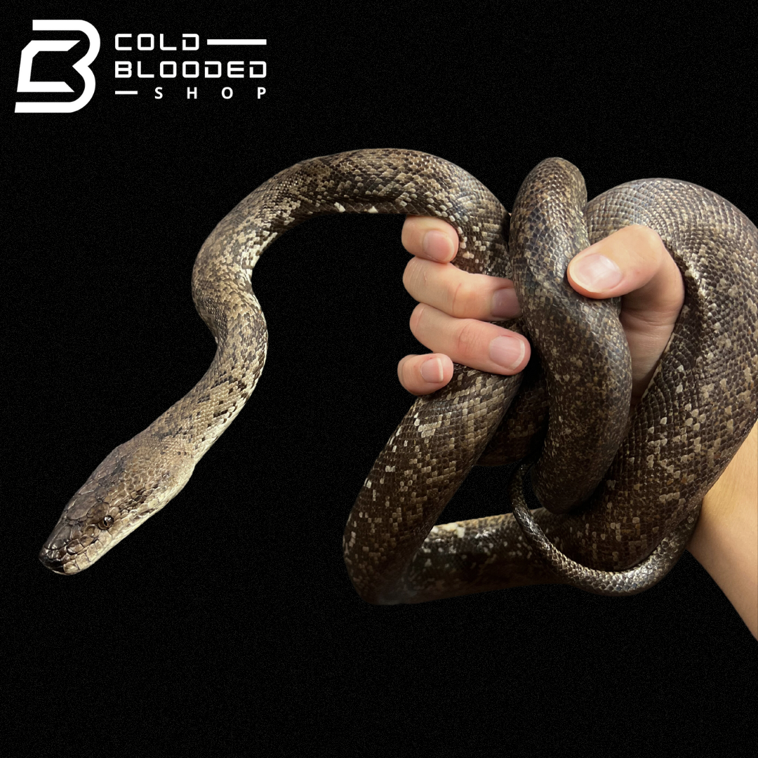 Adult Male Macklot's Python - Liasis mackloti