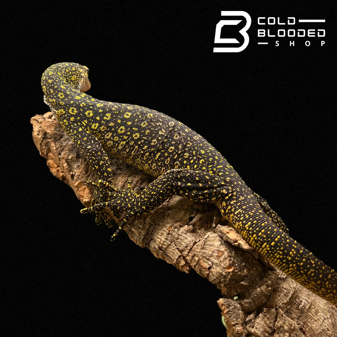 Monitor de árbol de manchas doradas adulto - Varanus boehmei