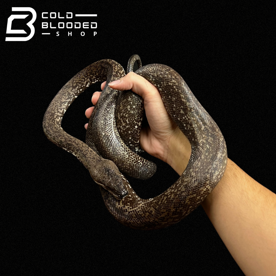 Macklot's Python Size Adult Male Macklot's Python - Liasis mackloti
