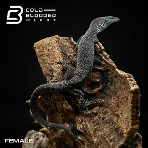 Pair of Similis Monitor - Varanus similis - Cold Blooded Shop