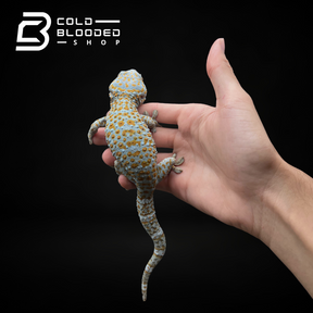Male Yellow Spot Tokay Gecko - Gekko gecko - Cold Blooded Shop
