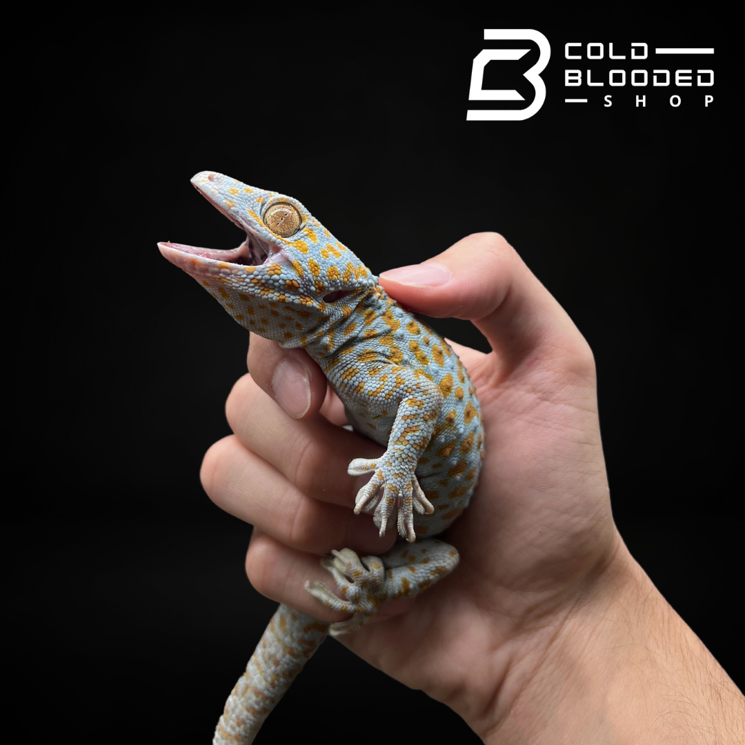 Male Yellow Spot Tokay Gecko - Gekko gecko - Cold Blooded Shop