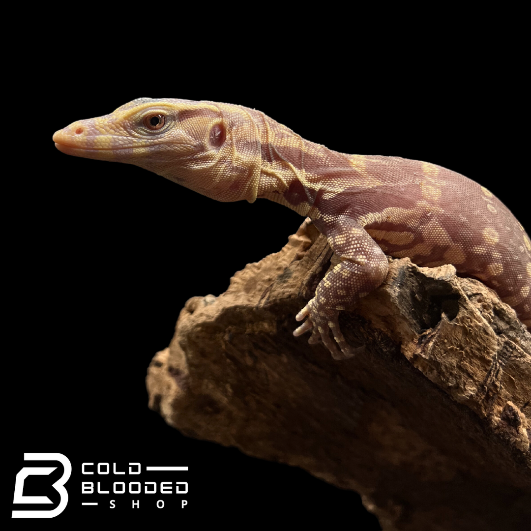 Baby Water Monitor Lizard