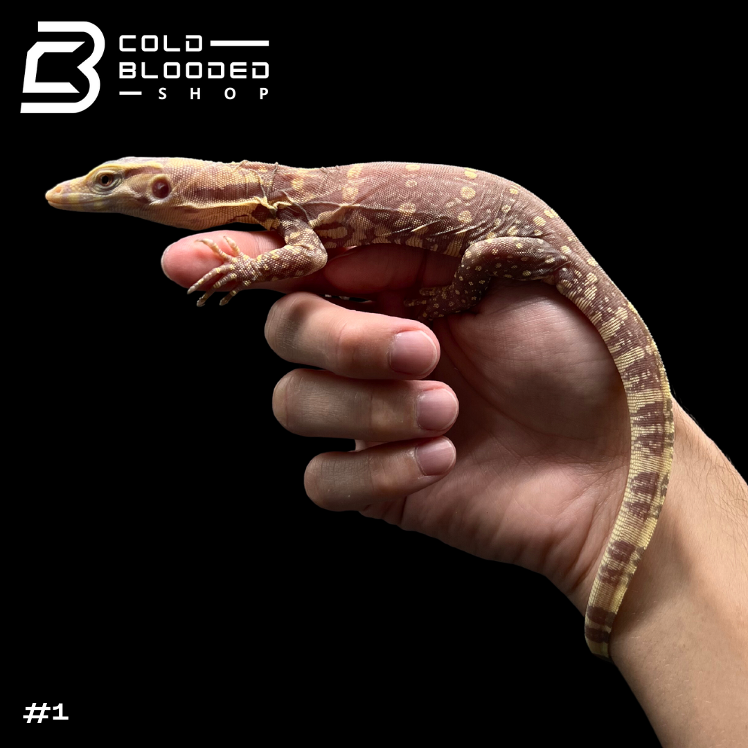 Baby T+ Albino Water Monitor - Varanus salvator - Cold Blooded Shop
