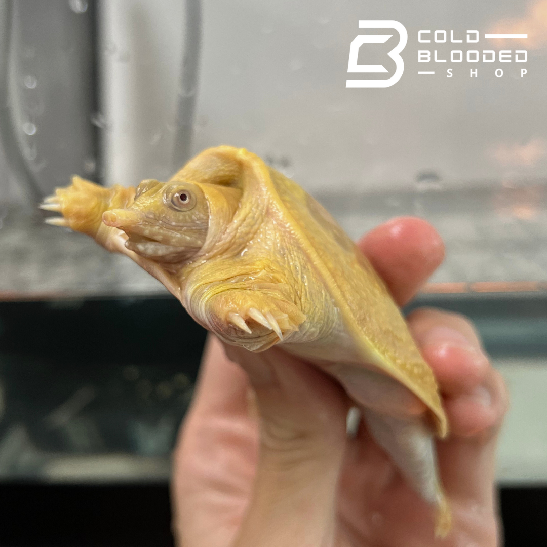 Albino Chinese Softshell Turtle - Pelodiscus sinensis - Cold Blooded Shop