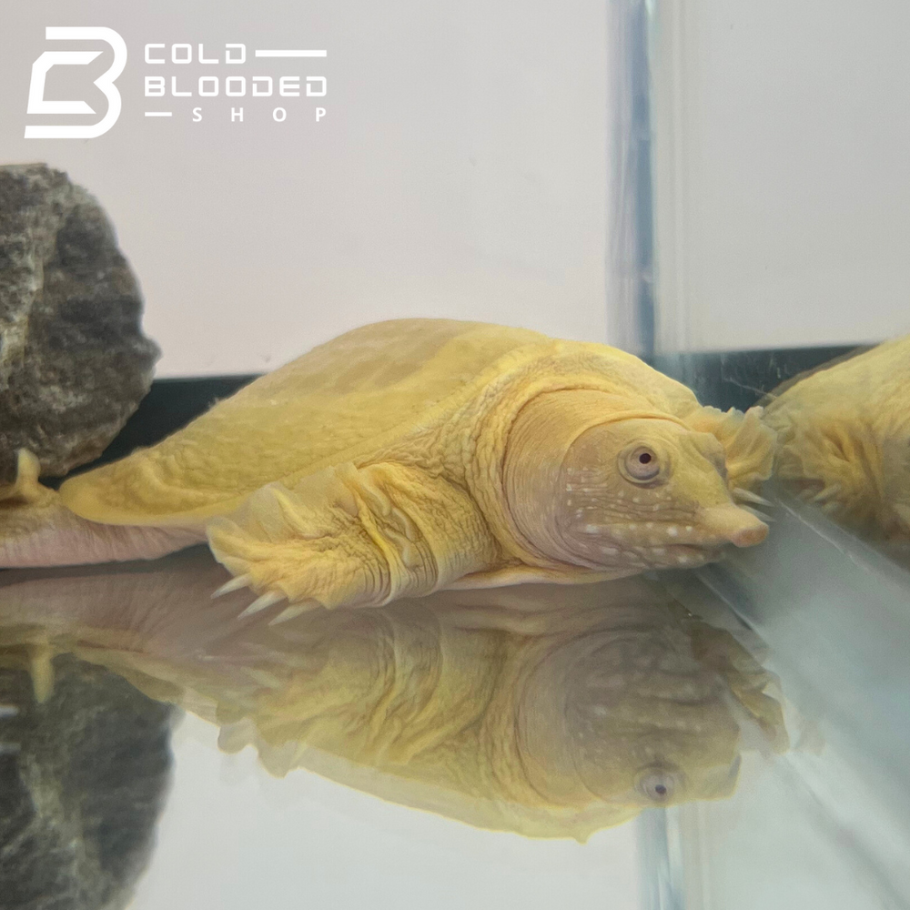 Shell Less Turtle Albino Albino Chinese Softshell Turtle - Pelodiscus sinensis