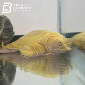 Albino Chinese Softshell Turtle - Pelodiscus sinensis - Cold Blooded Shop