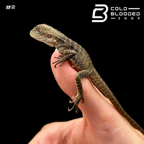 Baby Australian Water Dragons - Intellagama lesueurii - Cold Blooded Shop