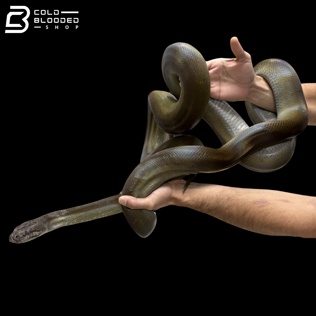 Adult Female Papuan Python - Apodora Papuana
