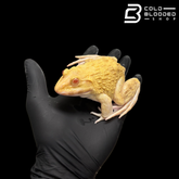 Albino Chinese Bullfrog - Hoplobatrachus chinensis