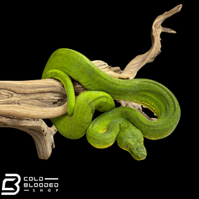 Adult Female Patternless Emerald Tree Boa - Corallus caninus