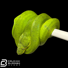 Adult Female Patternless Emerald Tree Boa - Corallus caninus
