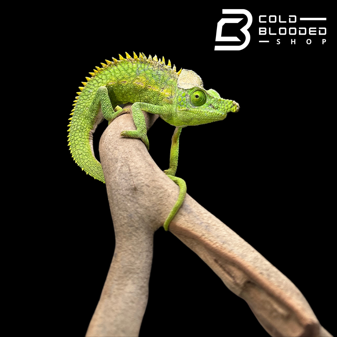 Adult Antimena Chameleon Pair - Furcifer antimena