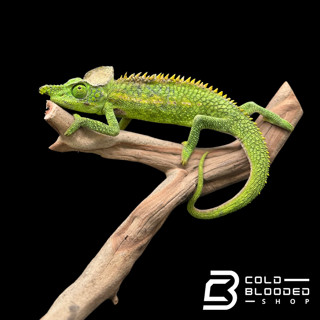 Adult Antimena Chameleon Pair - Furcifer antimena