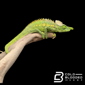 Adult Antimena Chameleon Pair - Furcifer antimena