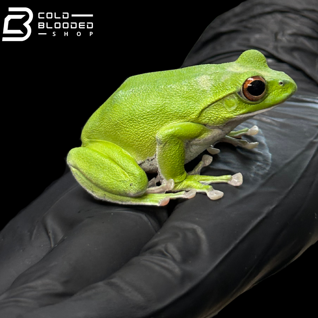 Kinugasa flying frog "Ishikawa Local" - Zhangixalus arboreus