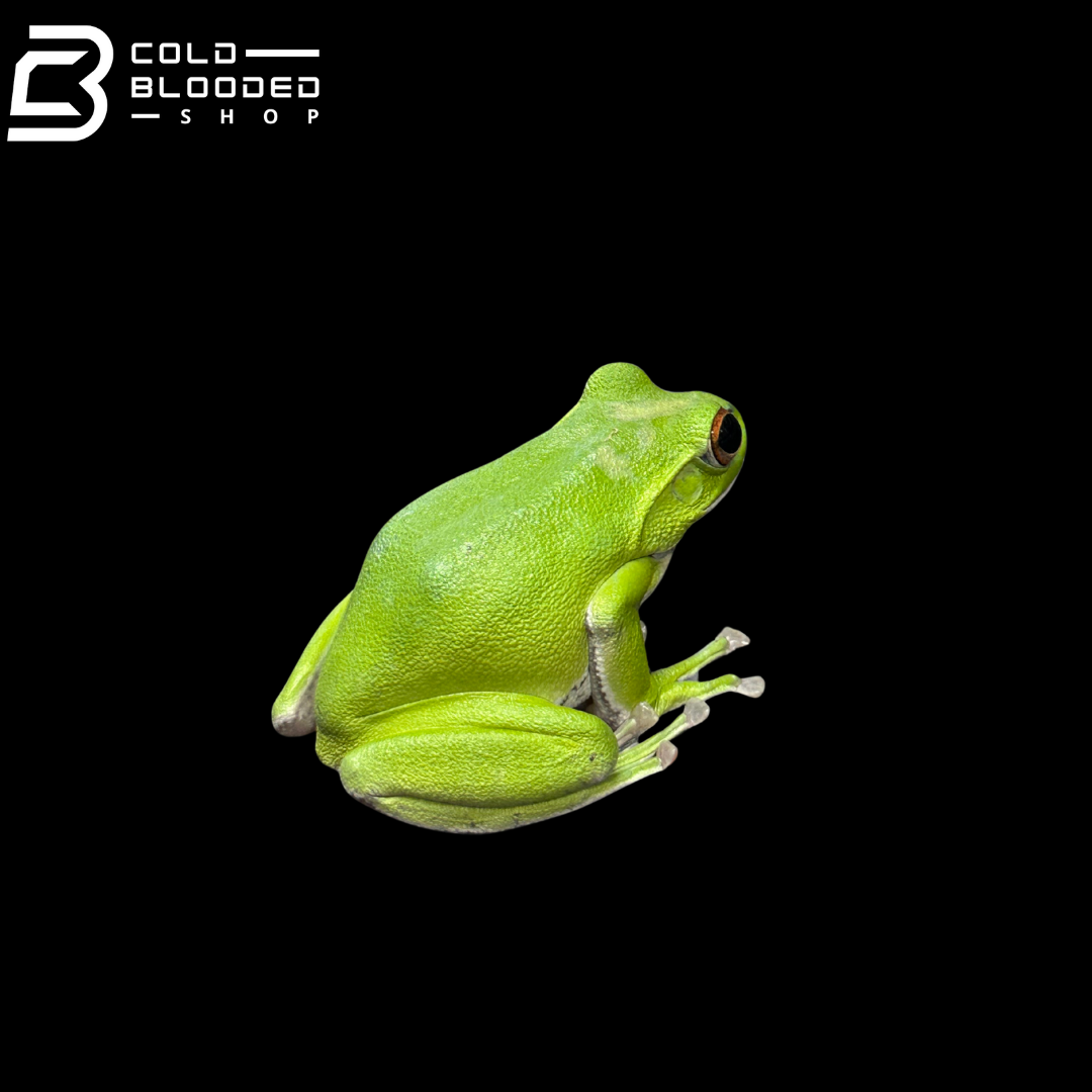 Kinugasa flying frog "Ishikawa Local" - Zhangixalus arboreus