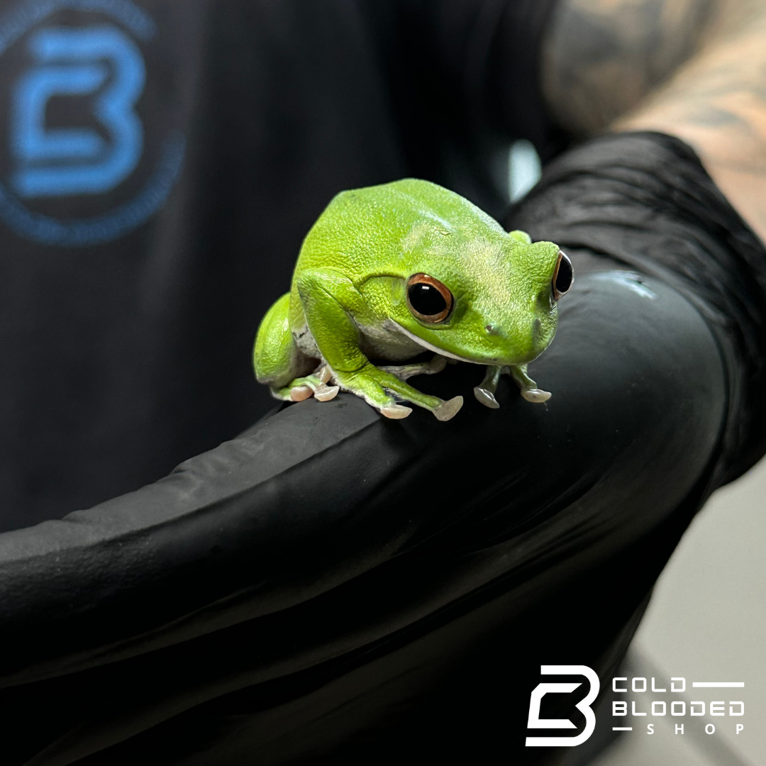 Kinugasa flying frog "Ishikawa Local" - Zhangixalus arboreus