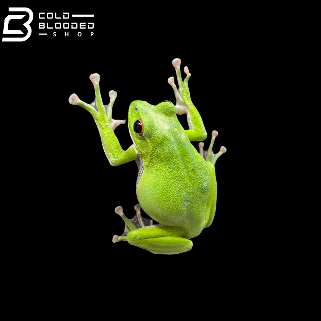 Kinugasa flying frog "Ishikawa Local" - Zhangixalus arboreus