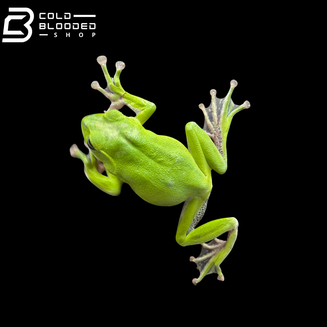 Kinugasa flying frog "Ishikawa Local" - Zhangixalus arboreus