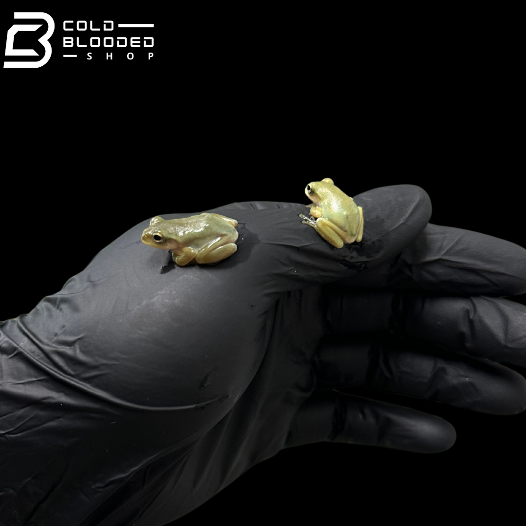 Kinugasa flying frog "Izu Local" - Zhangixalus arboreus