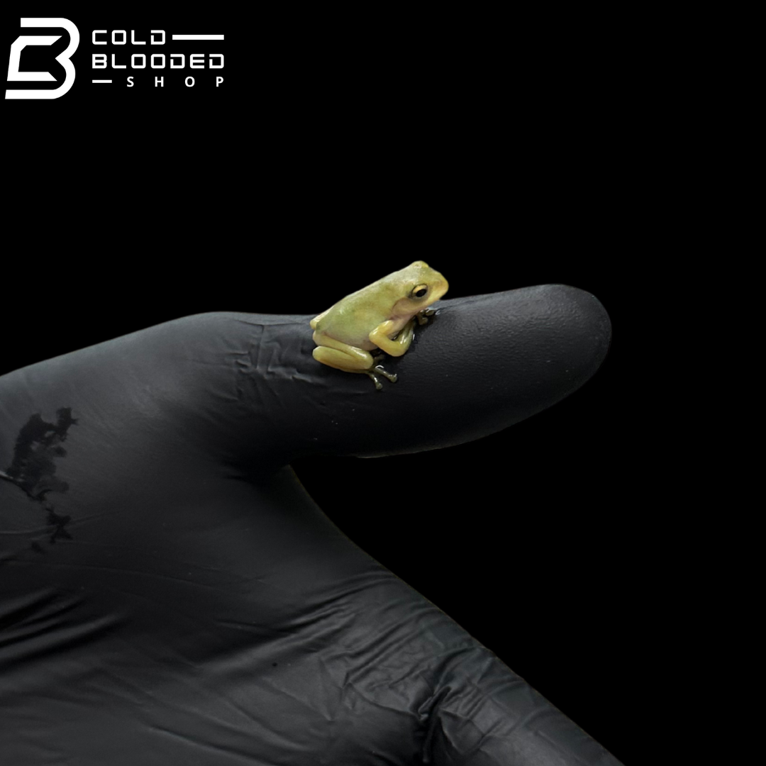 Kinugasa flying frog "Izu Local" - Zhangixalus arboreus
