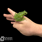 Kinugasa flying frog "Kyoto Local" - Zhangixalus arboreus