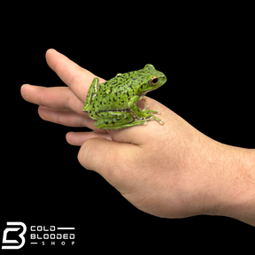 Kinugasa flying frog "Kyoto Local" - Zhangixalus arboreus