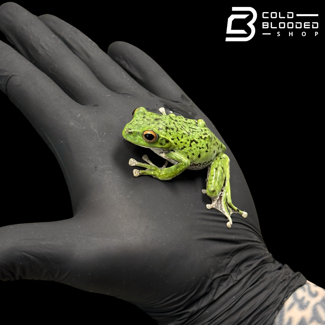 Kinugasa flying frog "Kyoto Local" - Zhangixalus arboreus