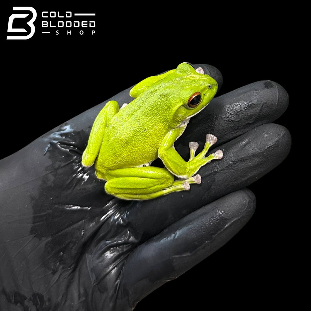 Kinugasa flying frog "Mie Local" - Zhangixalus arboreus