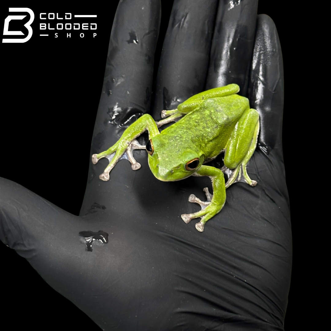 Kinugasa flying frog "Mie Local" - Zhangixalus arboreus