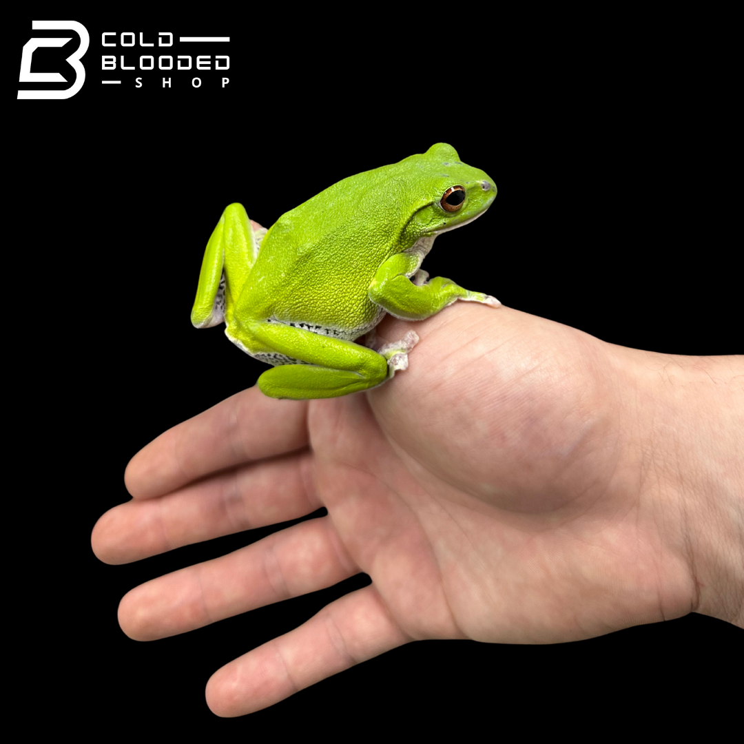 Kinugasa flying frog "Shiga Local" - Zhangixalus arboreus