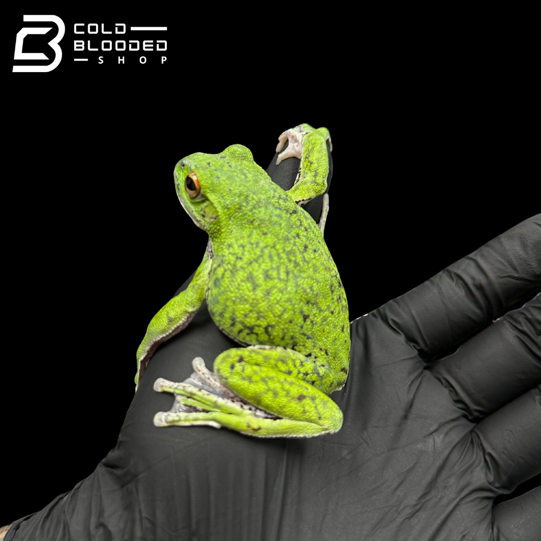 Kinugasa flying frog "Shiga Local" - Zhangixalus arboreus