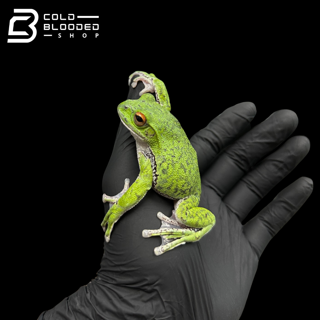 Kinugasa flying frog "Shiga Local" - Zhangixalus arboreus